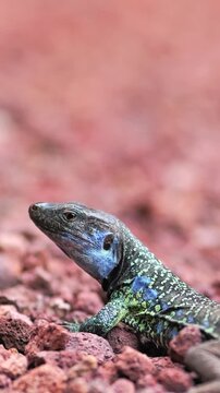 Close-up of Canary Islands lizard moving its head and breathing