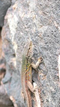 lose-up of gray Canary Islands lizard climbing a wall, licking its snout