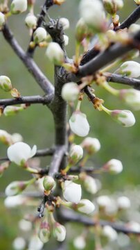 Branches Display Early Blooming. Initial Floral Development Observed On Branch Tips By Scientist. Researcher Records Early Flowering Stages And Bark Characteristics On Tree Branches During Spring