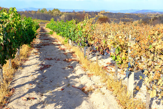 Vineyard rows affected by extreme heat and fire The Concept of Climate Change