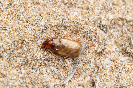 Ground beetle (Amara cf. simplex) on sand substrate in Mediterranean wetland, Valencia, Spain.