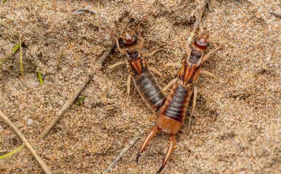 Earwig (Labidura riparia) on sandy coastal habitat in Mediterranean environment, Valencia, Spain.