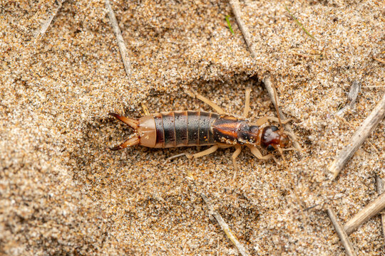 Earwig (Labidura riparia) on sandy coastal habitat in Mediterranean environment, Valencia, Spain.