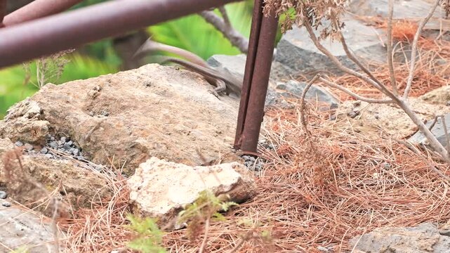 Close-up of two Canary Islands lizards fighting on rocks