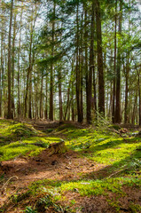 Obraz premium Sunlight filters through tall trees onto a mossy forest floor with a tree stump