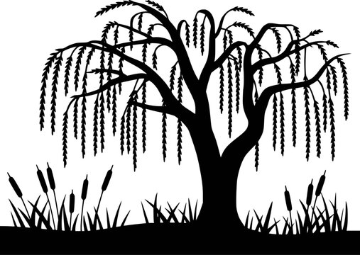 Black silhouette of a weeping willow tree with cattails and grass a white background