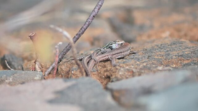 Gray lizards in combat, one holding the other by the head