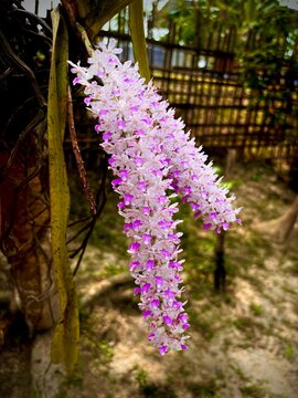 Shot of Kopou phool, foxtail orchids,it is official state flower of Assam and Arunachal Pradesh, it primarily blooms in April ,kopou phool is an essential part of Rongali Bihu celebrations.