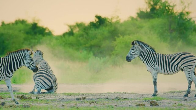 A Burchell's zebra Stretching his body in Addo Elephant National park.
