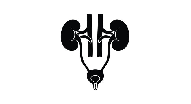 Anatomical illustration depicting the kidneys ureters bladder and urethra silhouette