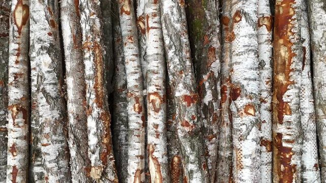 Birch tree trunks stacked closely together, showcasing the distinct white bark and rough texture, with variations in color and pattern visible across the surface in a natural setting