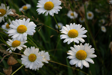 Obraz premium daisies in a garden