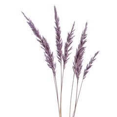 Fototapeta premium Molinia caerulea known by the common name purple moor-grass isolated on white background png