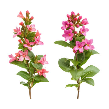 Weigela Naomi Campbell and Cuphea frontal set street flowering shrub isolated on white background png