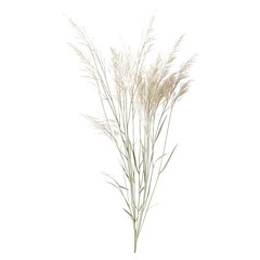 Fototapeta premium Muhlenberg capillaries commonly known as the hairawn muhly isolated on white background png