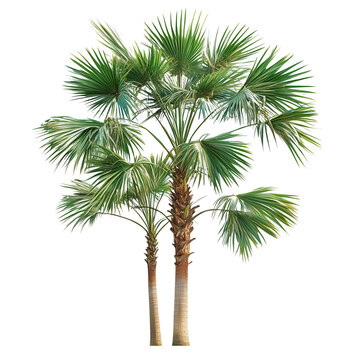 Sabal palmetto also known as cabbage palm, cabbage palmetto, sabal palms, wamp cabbage isolated on white background png
