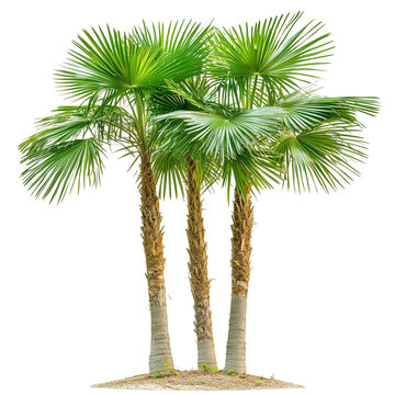 Sabal palmetto also known as cabbage palm, cabbage palmetto, sabal palms, wamp cabbage isolated on white background png