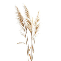 Fototapeta premium Miscanthus sinensis Gracillimus isolated on white background png