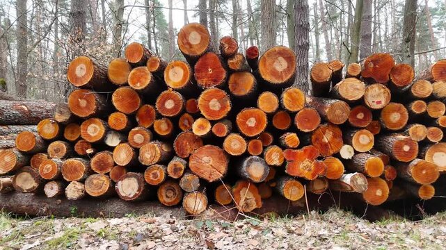 Stacked logs in a forest setting display a progression of cut tree trunks, showcasing varying diameters and textures, with a backdrop of trees and forest floor visible in the natural environment