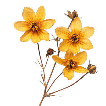 dry Bidens parviflora isolated frontal  isolated on white background png