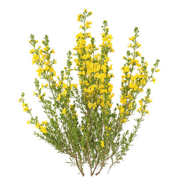 Genista scorpius or Scorpion Broom shrubs isolated on white background png