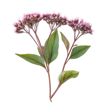 Eupatorium purpureum commonly known as purple Joe-Pye weed or sweetscented joe pye weed isolated on white background png