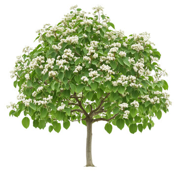 Sorbus aucuparia and Catalpa bioanodes Southern Catalpa or Indian Bean Tree isolated on white background png