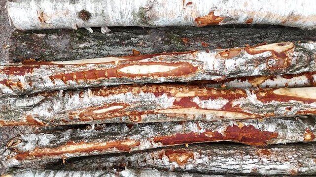 Birch tree trunks stacked closely together, showcasing the distinct white bark and rough texture, with variations in color and pattern visible across the surface in a natural setting