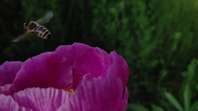 Honey bee (Apis mellifera) hovering and flying away from bright purple peony flower in green park. Low key, Medium Shot, Natural lighting, Slow motion. Resilience and Fragile Ecosystem.