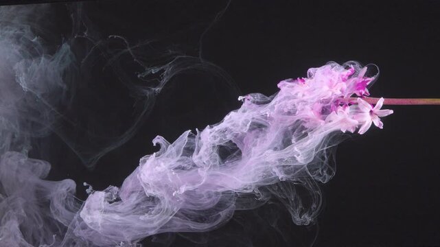 Pink flower in swirling smoke, long stem drifting across black backdrop, pastel plumes curling around delicate petals, macro studio capture, calming