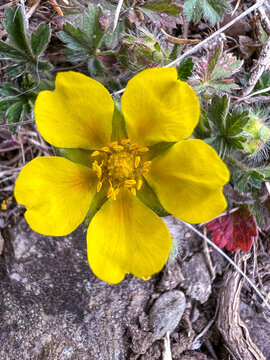 Spring cinquefoil (Potentilla verna), yellow wildflower close-up growing at ground level in natural habitat.