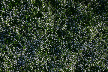 Top down view of a dense blooming carpet of blue Veronica filiformis flowers on a green lawn © Viktoriia Kolosova