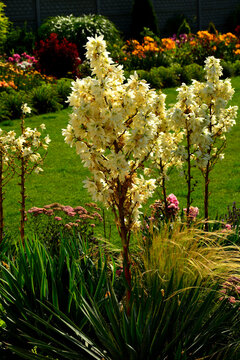 kwitnące juki karolińskie na tle kwietnika, Yucca filamentosa, Adam&rsquo;s needle and thread, Yucca on the flowerbed