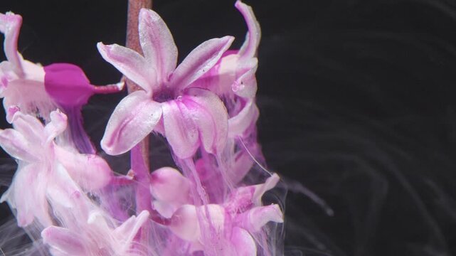 Pink hyacinth cluster closeup with ink tendrils, botanical study vibe, studio macro detail, slow motion capture of petals and stem, translucent smoke