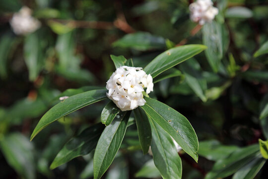 Macro image of a cluster of Winter Daphne flowers, Derbyshire England
