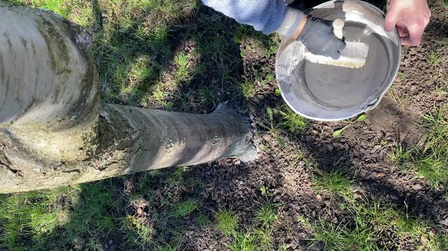 Horizontal top view video: a brush is dipped into a bucket of whitewash and used to paint a tree trunk, garden maintenance process