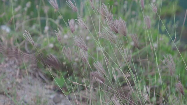 Wild Swollen Fingergrass Growing in a Sustainable Native Meadow Garden