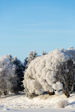 Snow covered trees on a crips sunny winter day