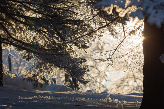 golden sun shining from behing a tree on a crispy winter day