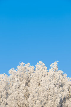 Snow covered birch branches on a very crips warm sunny winter day
