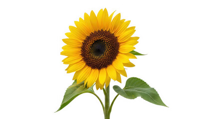 Obraz premium Beautiful yellow sunflower with green leaves isolated on transparent background