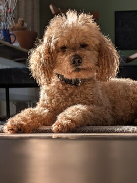 Sleepy poodle looking cute