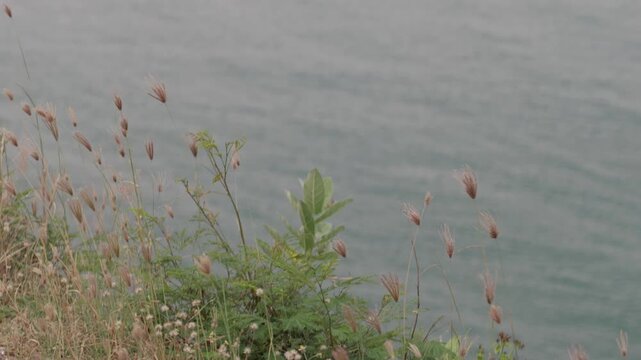 Wild grasses and native vegetation for coastal erosion control on a shoreline bank