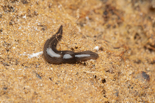 Invasive land planarian (Obama cf. nungara)  in coastal sand dunes, Rafalell i Vistabella, Valencia, Spain.