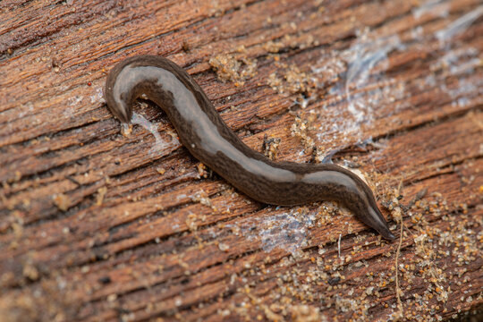Invasive land planarian (Obama cf. nungara)  in coastal sand dunes, Rafalell i Vistabella, Valencia, Spain.