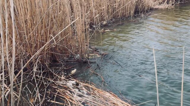 Dead fish in the water near dry reeds on the lake shore