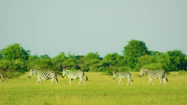 slow motion footage of zebras walking in Addo Elephant National park, South africa, greater migration. 