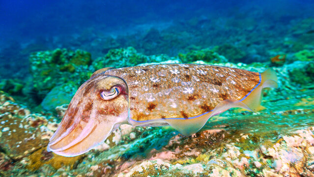 Underwater and close up photo of a Cuttlefish at a coral reef. From a scuba dive in the Andaman sea in Thailand. Indian ocean