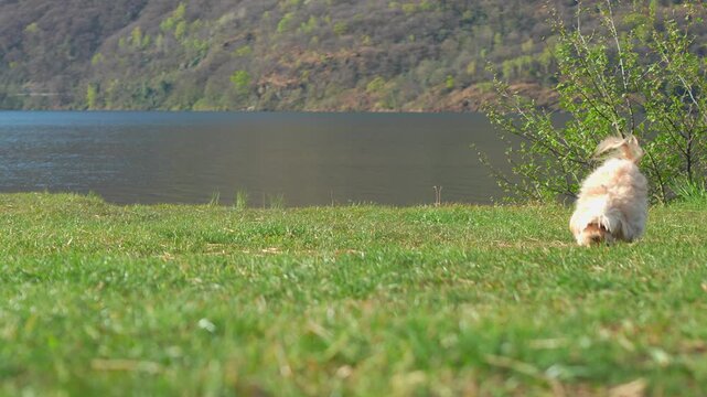 Small dog running toward a ball on grass near a lake in slow motion.