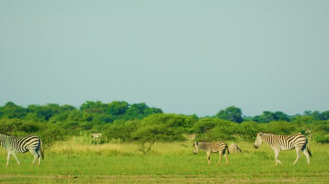 closeup of a herd of wild African zebra standing with baby zebra foal in the forest. epic shot of a zebra closeup walking on grass.